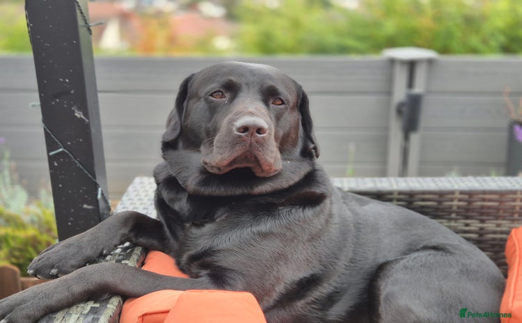 Labrador Retriever dogs - Advert 2