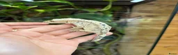 Gecko reptiles for sale: Ink blotch super dalmation crested geckos - Advert 5