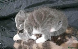 Mixed Breed cats for sale: Mixed breed kittens  - Image 15