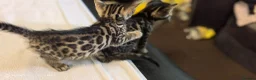 Bengal cats for sale: Little Bengal babies  - Advert 9