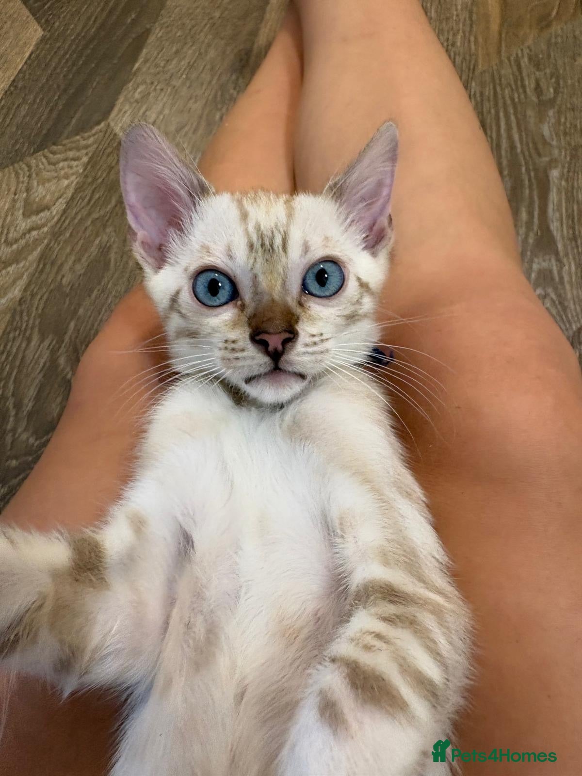 Bengal cats Stunning Glittery Snow Lynx and Mink Bengals  - Advert 1