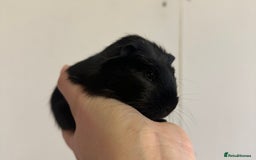 Guinea Pig rodents for sale: 7 week old babies, boys and girls available  - Image 6