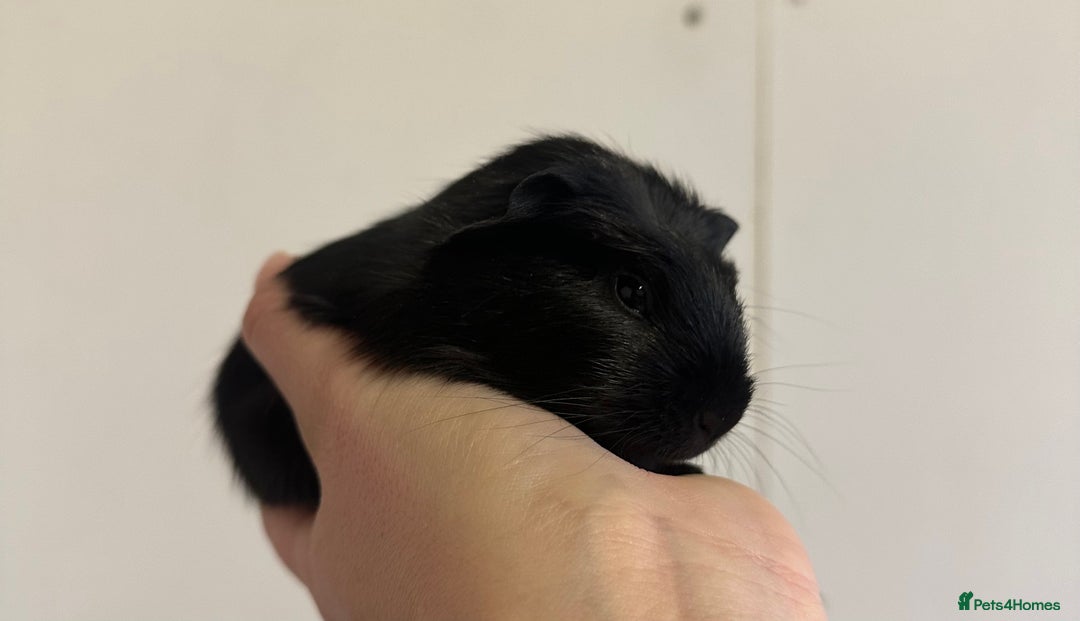 Guinea Pig rodents for sale: 7 week old babies, boys and girls available  - Image 6