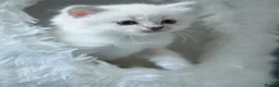 Ragdoll cats for sale: GCCF Registered Ragdoll kittens- 2 neutered boys - Advert 6