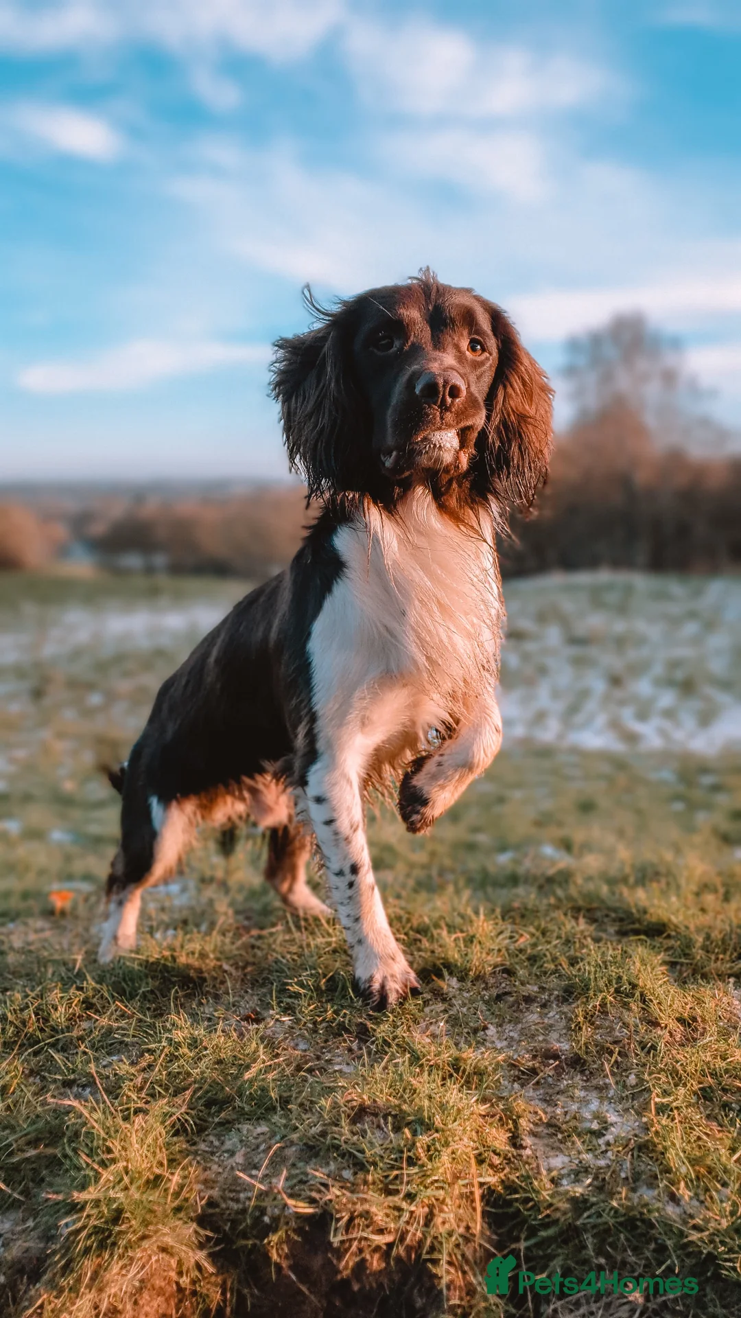English Springer Spaniel dogs for stud: English Springer Spaniel Stud  in Derby - Advert 13