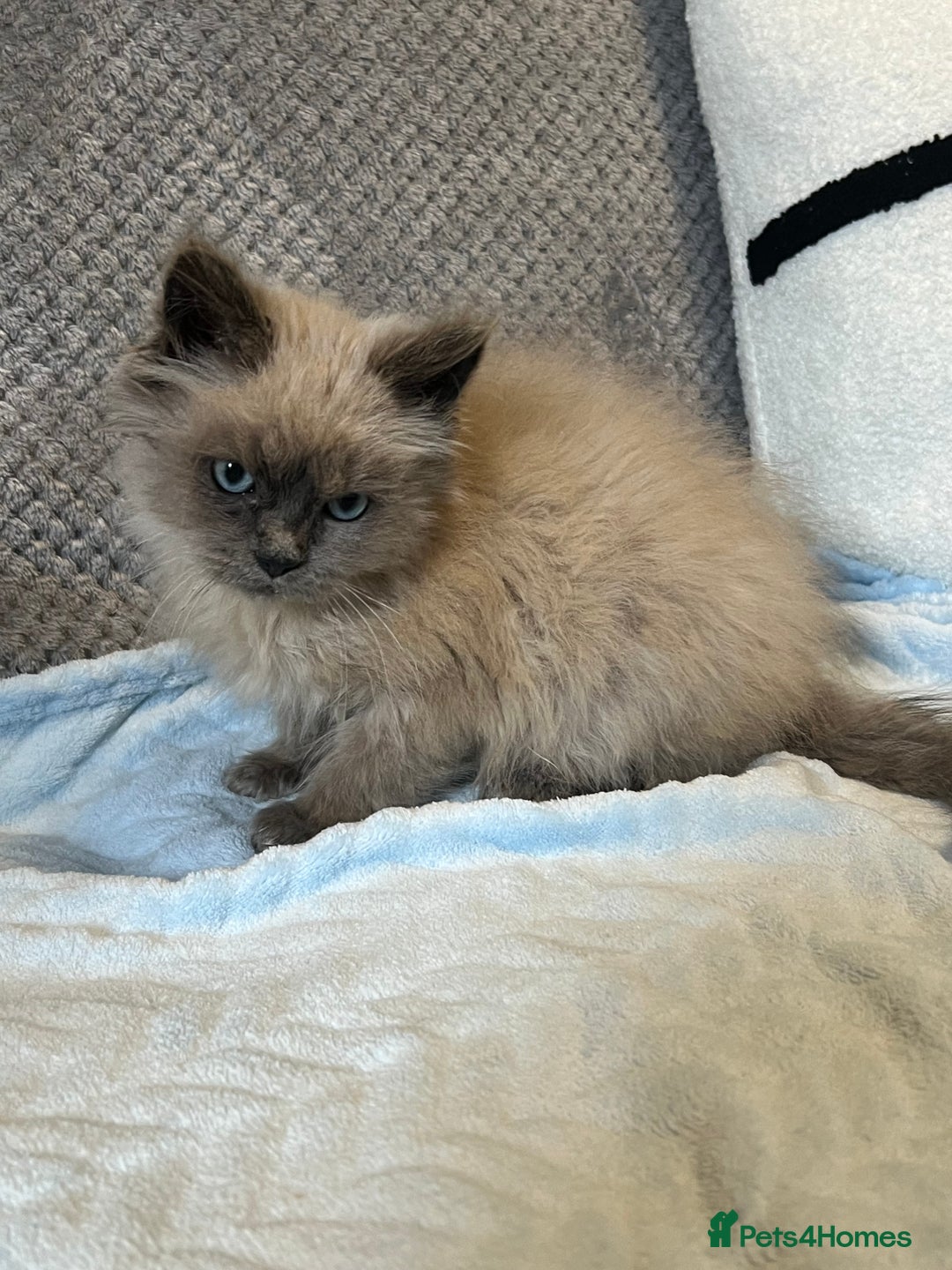 Ragdoll cats for sale: Blue point Ragdoll Male Kitten - Advert 6