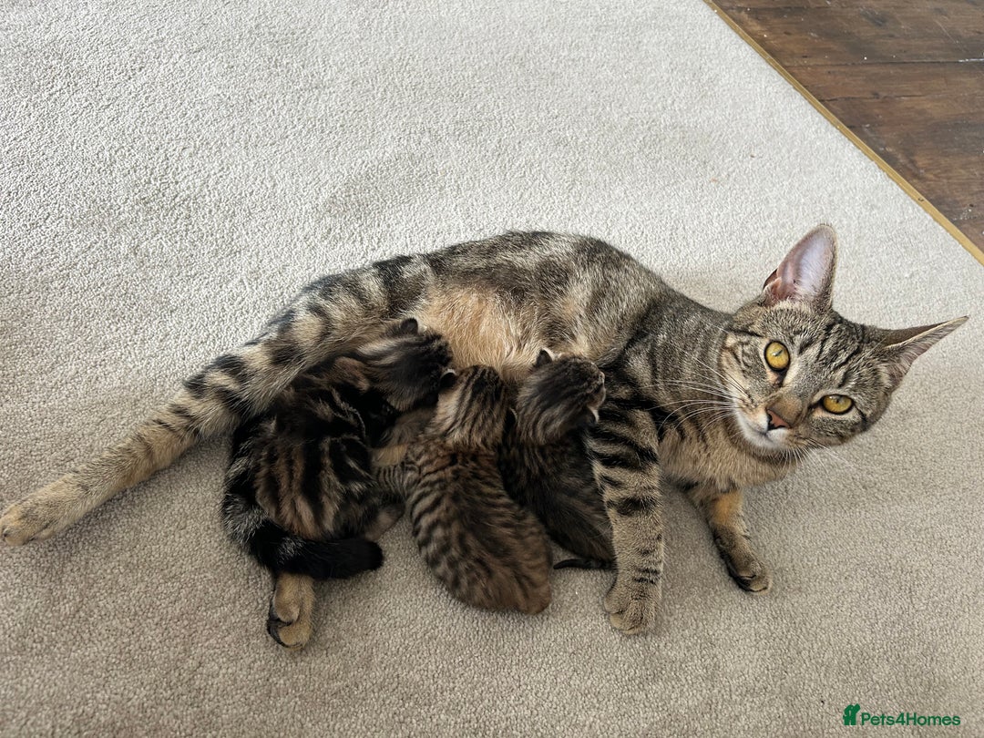 Domestic Shorthair cats for sale: 2 boys and 1 girl domestic shorthair kittens - Image 6