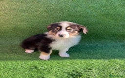 Australian Shepherd dogs for sale: Australia shepherd Kc puppies  - Image 23