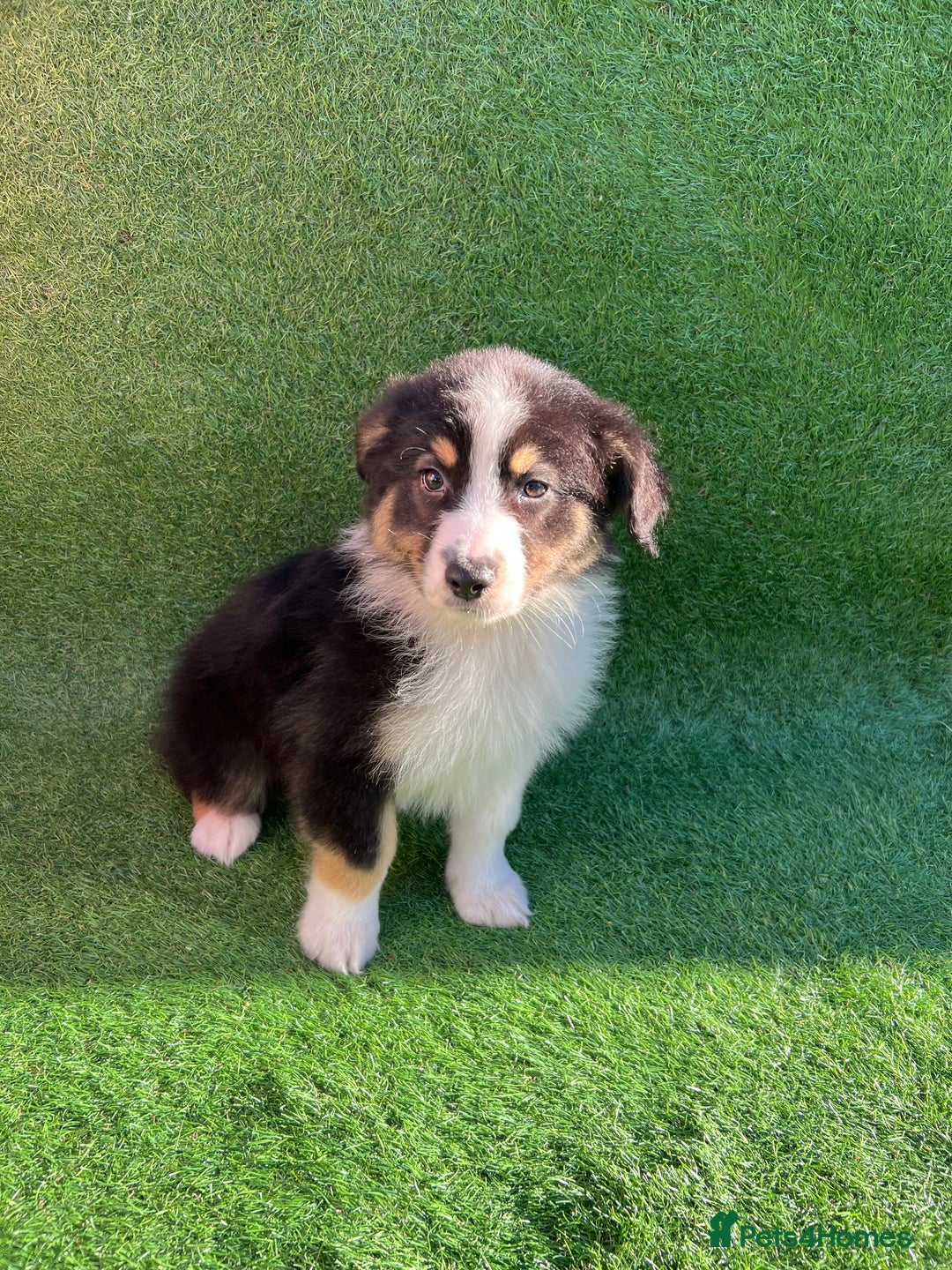 Australian Shepherd dogs for sale: Australia shepherd Kc puppies  - Image 23