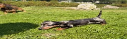 Miniature Dachshund dogs for sale: Miniature Dachshund Puppies - Advert 11