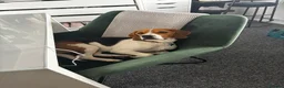 Beagle dogs for sale: Murphy – Looking for His Forever Home 🐾 in Hull - Advert 12