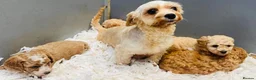 Cavapoochon dogs for sale: Stunning Cavapoochon puppies  - Advert 3