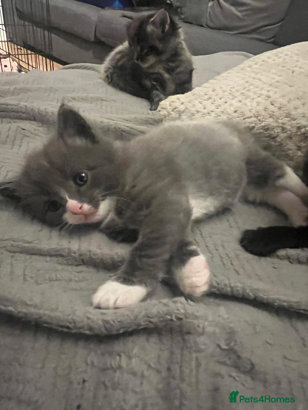 Ragdoll cats for sale: Long haired ragdoll cross kittens  - Advert 13