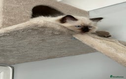 Ragdoll cats for sale: Ragdoll - Image 8