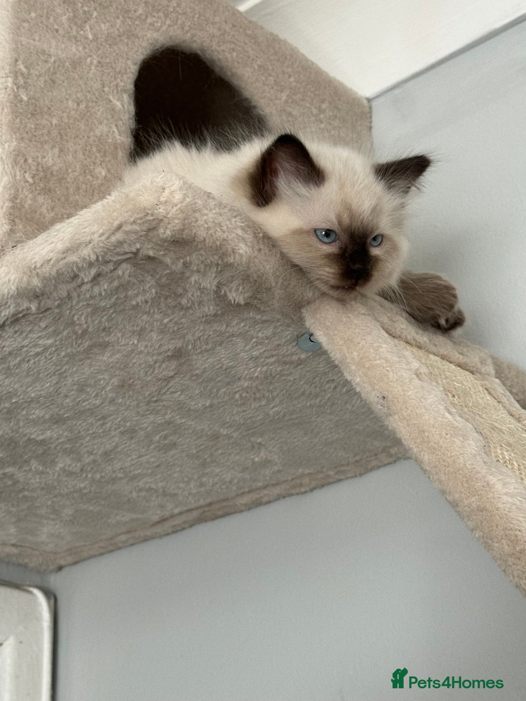 Ragdoll cats for sale: Ragdoll - Image 8
