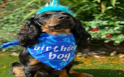 Cockapoo dogs for sale: Reggie Looking For A New Home  6 yr old Cockerpoo  - Image 18