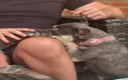French Bulldog dogs for sale: 2 Male and 2 Female French Bulldogs - Image 28