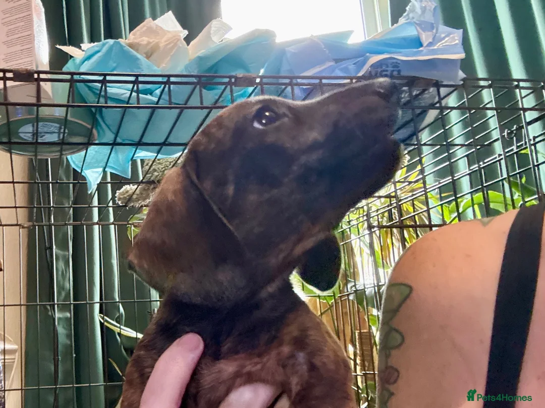 Miniature Dachshund dogs for sale: Ready now litter of brindle miniature Dachshunds - Advert 19