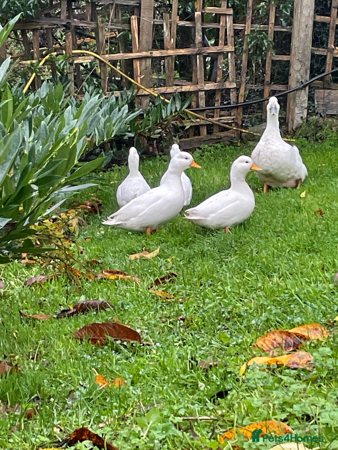 Ducks poultry for sale: 3 White Call Ducks - 2 male 1 female - Advert 2
