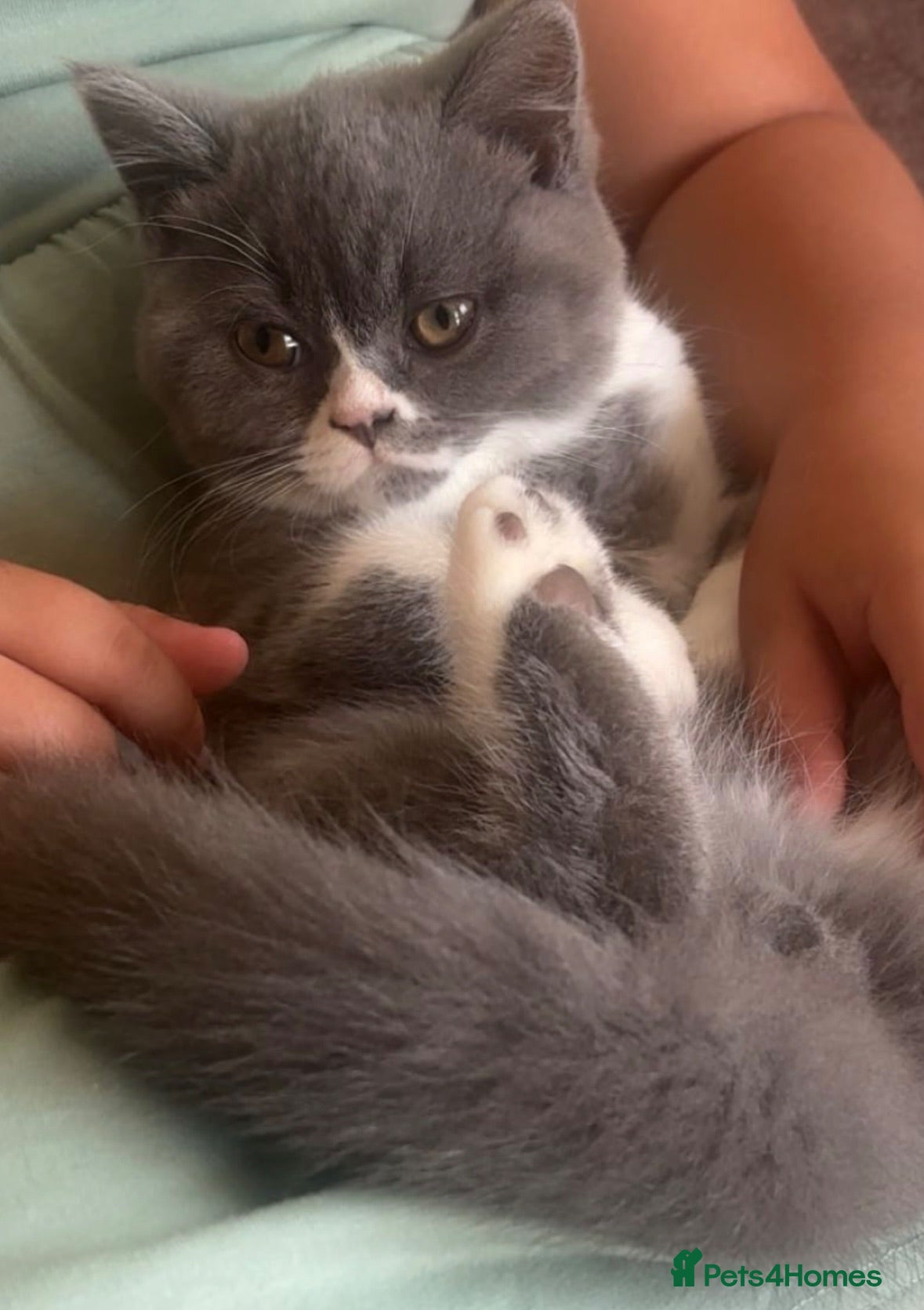 British Shorthair cats Ronnie, male BSH bi colour  - Advert 2