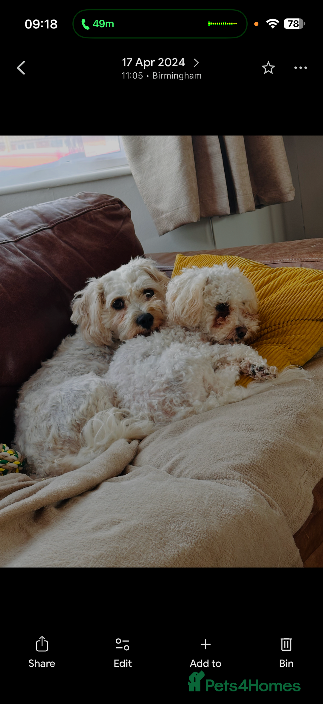 Cavachon dogs for sale: Cavachon boys - Advert 7