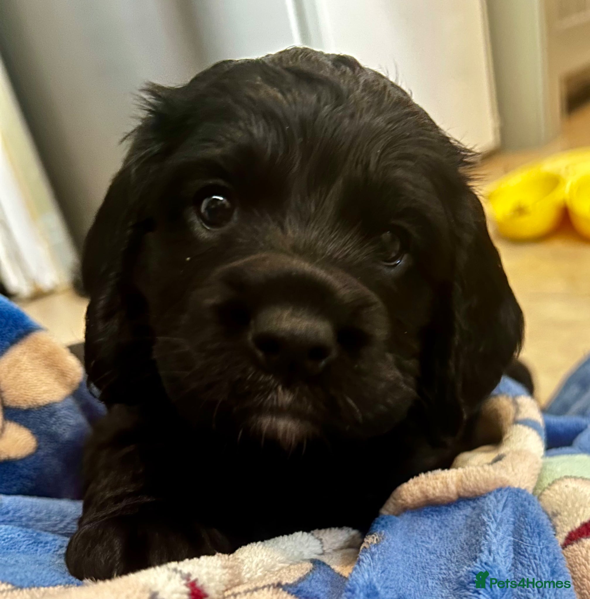 Sprocker dogs Beautiful litter of Sprocker spaniels  - Advert 1