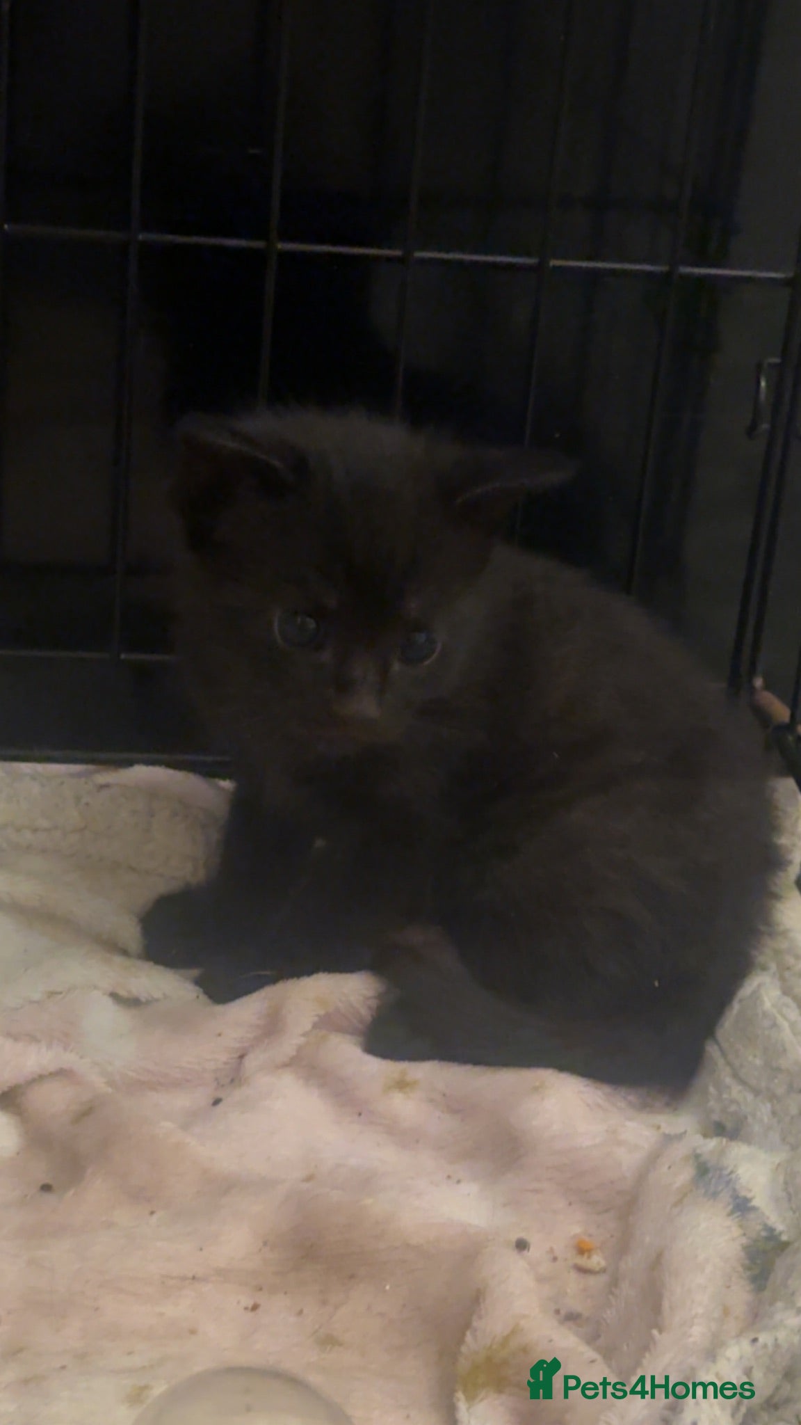 Mixed Breed cats UPDATE 1 left  - Advert 21