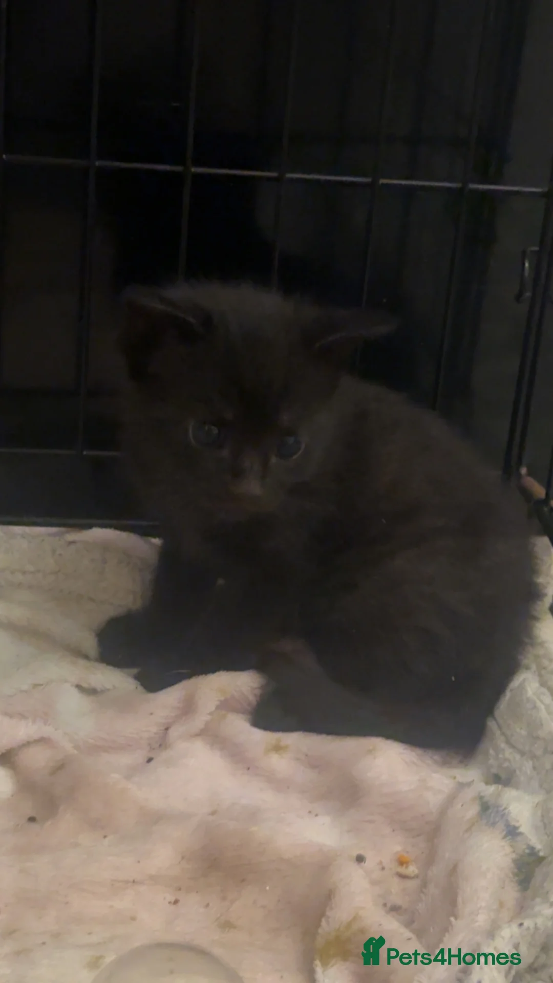 Mixed Breed cats for sale: Beautiful  kittens  - Advert 1
