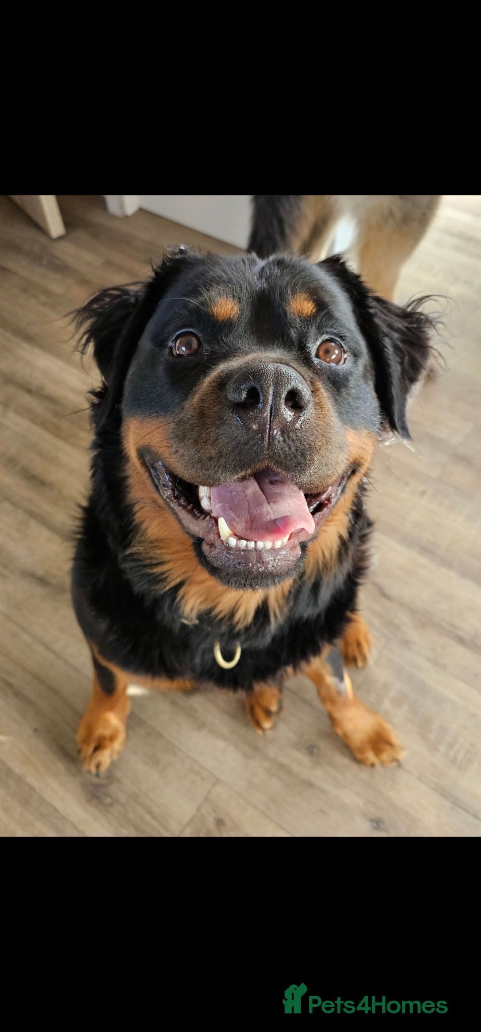 Rottweiler dogs Strong working line Rottweiler pups for sale - Advert 2