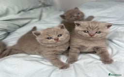 British Shorthair cats for sale: 🐱Adorable Rare Lilac British Shorthair Kittens - Image 1
