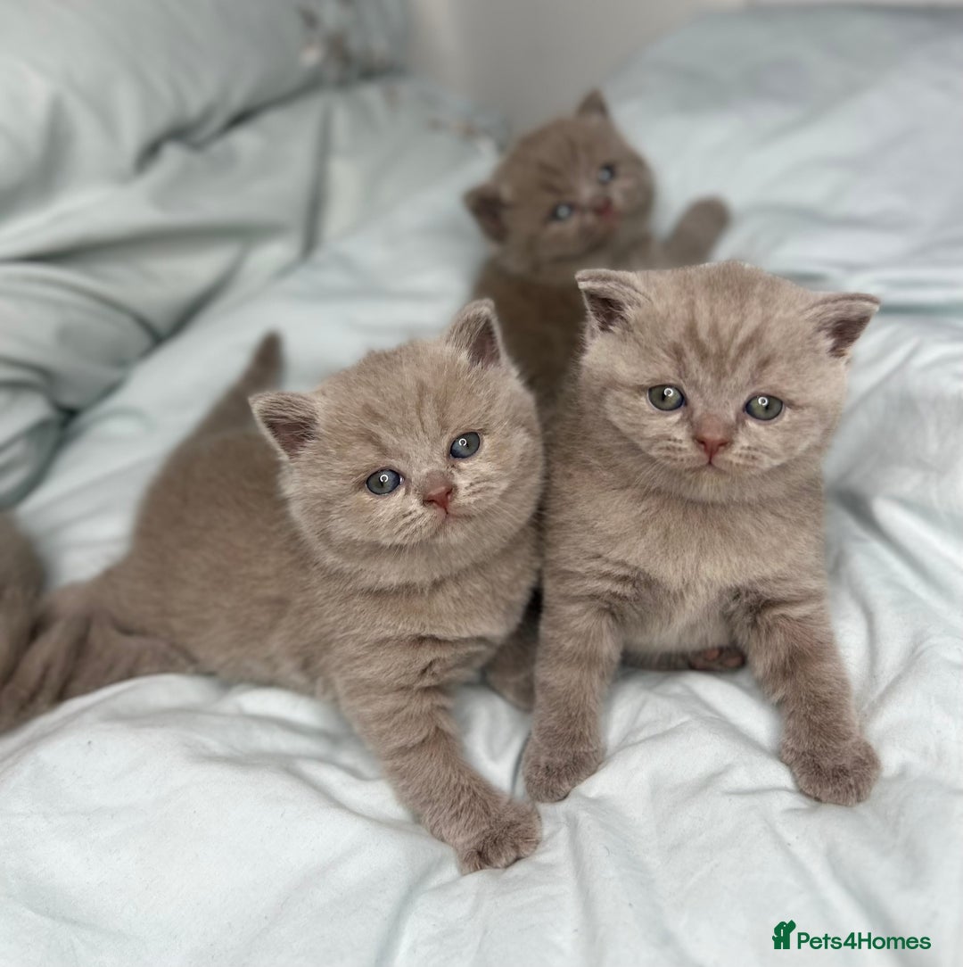 British Shorthair cats for sale: 🐱Adorable Rare Lilac British Shorthair Kittens - Image 1