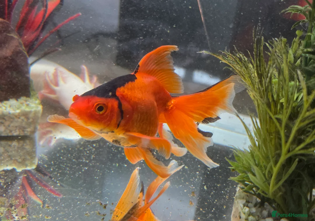 Axolotl reptiles for sale: Gorgeous albino axolotls and fancy goldfish - Advert 2