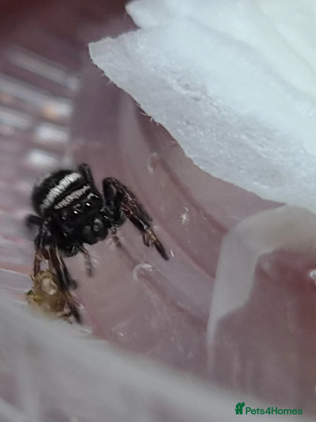 Spiders invertebrates for sale: Apalachicola Jumping spider - Advert 2
