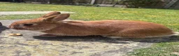 Mixed Breed rabbits for sale: 2 beautiful rabbits  in Portsmouth - Advert 2