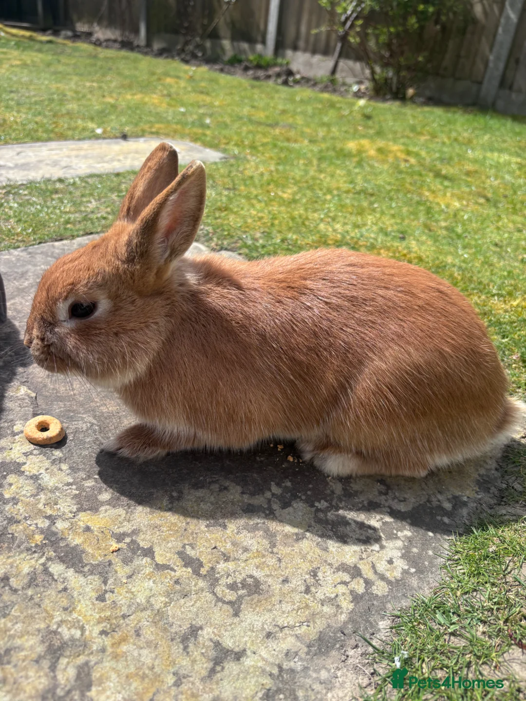 Mixed Breed rabbits for sale: 2 beautiful rabbits  in Portsmouth - Advert 2