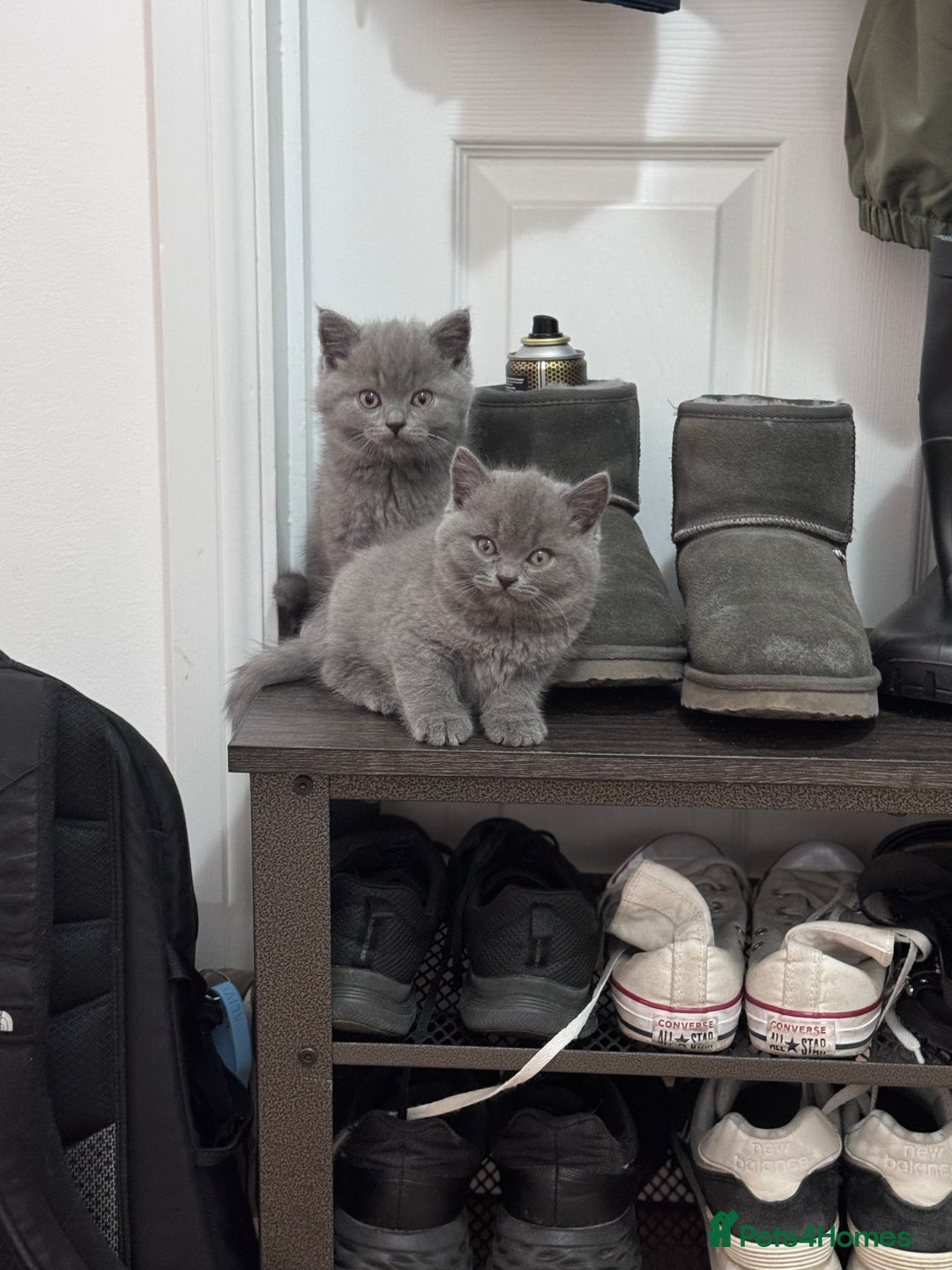 British Shorthair cats for sale: British shorthair kittens 🐈‍⬛ - Advert 10