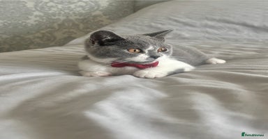 British Shorthair cats - Advert 16