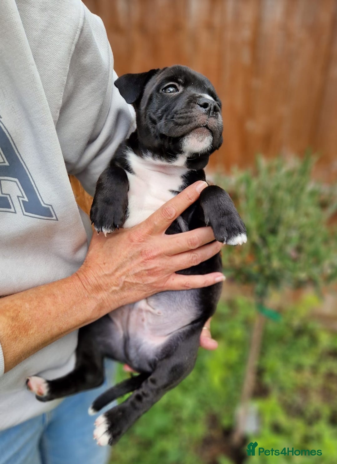 Staffordshire Bull Terrier dogs for sale: KC Reg Staffy Pups – Beautiful Chunky Puppys - Image 12