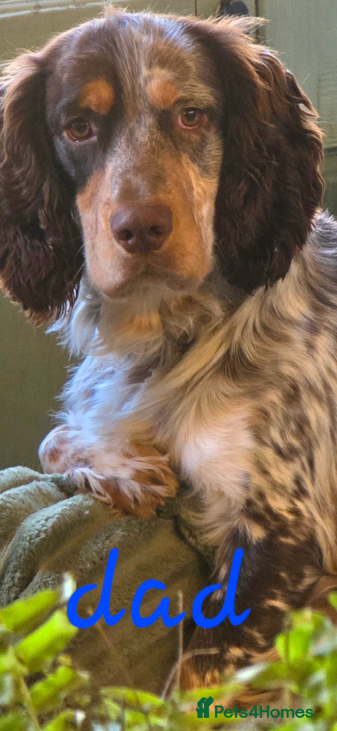 Cocker Spaniel dogs for sale: Stunning litter cocker spaniel puppies  - Advert 8