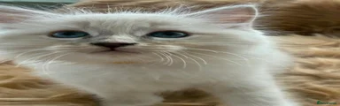 Ragdoll 2 FEMALE 