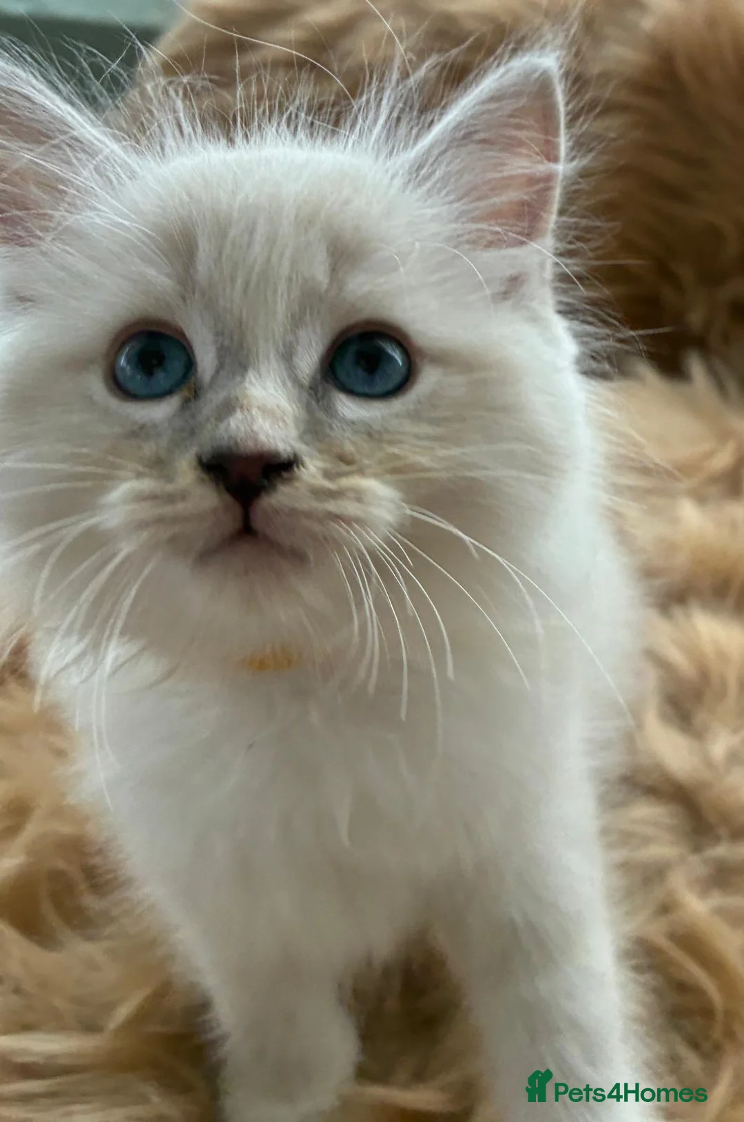 Ragdoll cats for sale: 7 Beautiful blue eyed pedigree Ragdolls - Advert 2