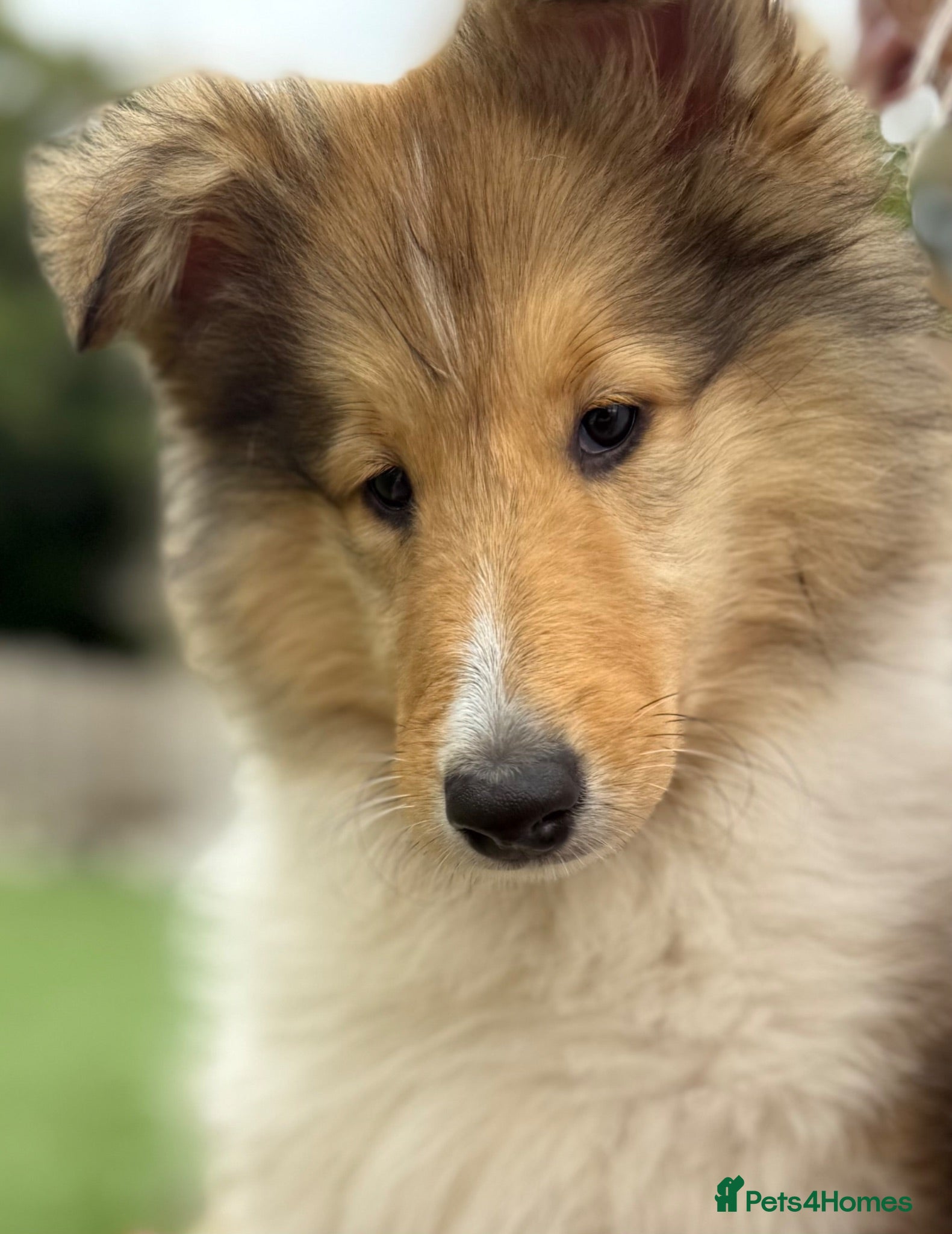 Rough Collie dogs Ready Now- Pedigree Sable & White Female Puppy - Advert 5