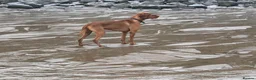 Hungarian Vizsla dogs for stud: Hungarian Vizsla for stud! in Llantwit Major - Advert 17