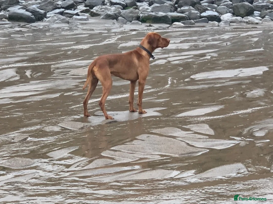 Hungarian Vizsla dogs for stud: Hungarian Vizsla for stud! in Llantwit Major - Advert 17