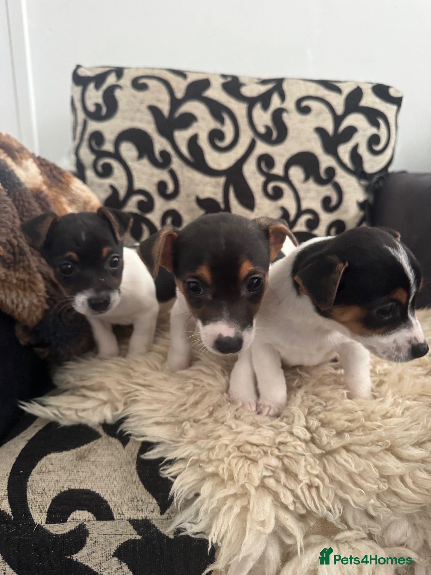 Jack Russell dogs for sale: Short legged Jack Russel puppies   - Advert 4