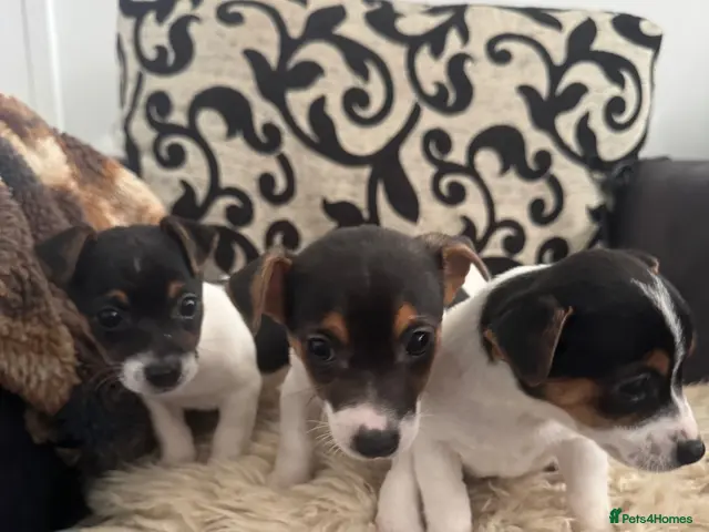 Jack Russell dogs for sale: Short legged Jack Russel puppies - Advert 4