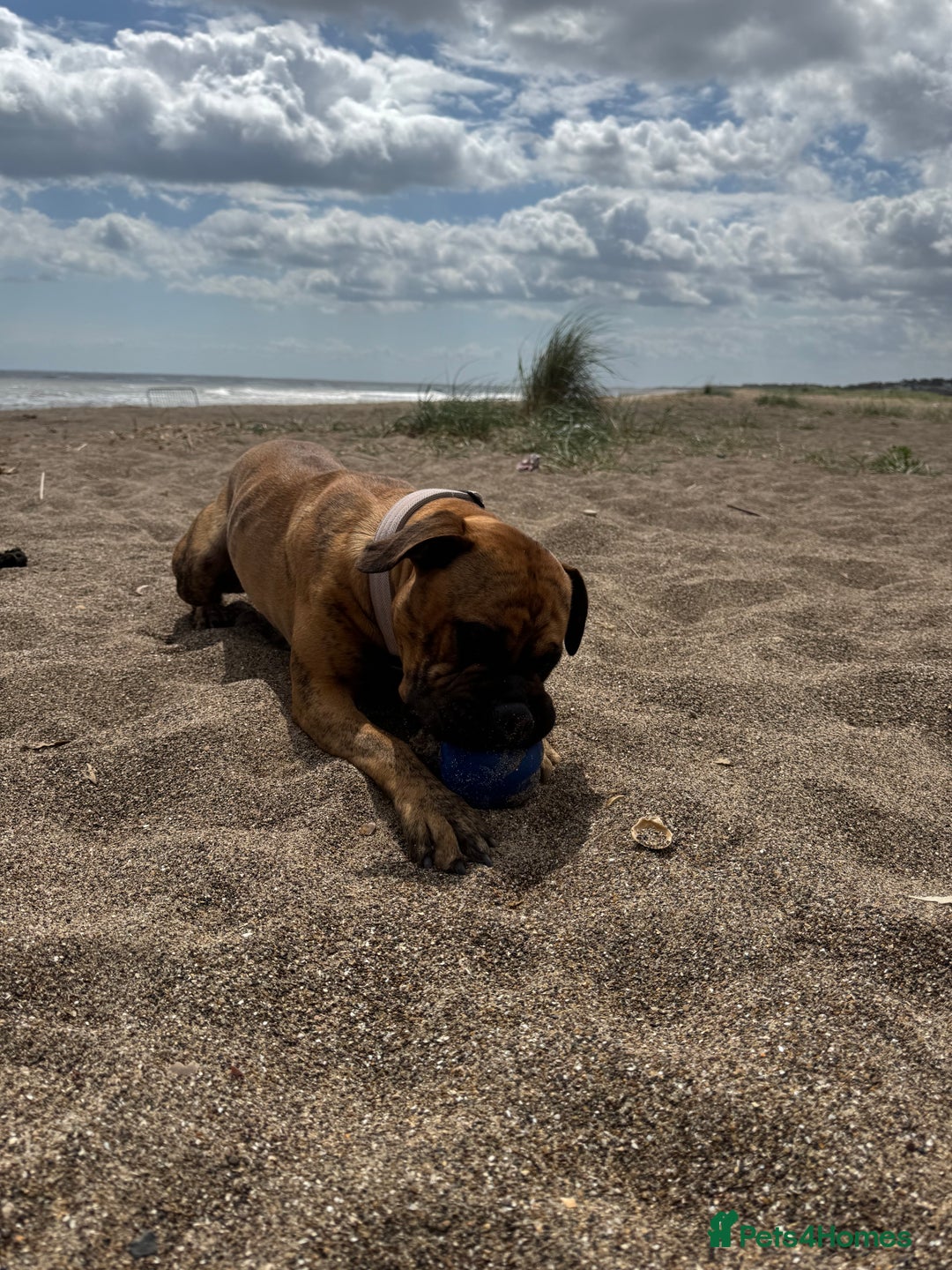 Presa Canario dogs for sale: Ecco  - Advert 15