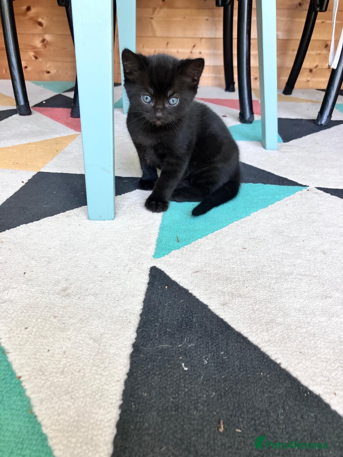 Mixed Breed cats Kittens for sale - Advert 23