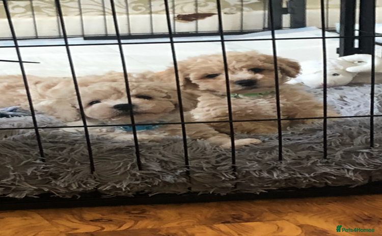 Poochon dogs - Advert 3