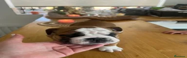 English Bulldog 1